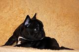 BOULEDOGUE FRANCAIS 811